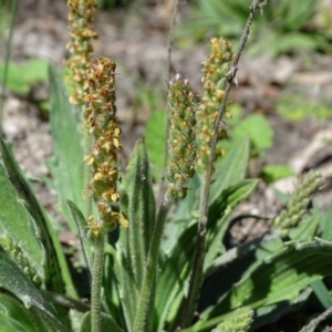 Plantago sp. at Paddys River, ACT - 5 Sep 2020 01:13 PM