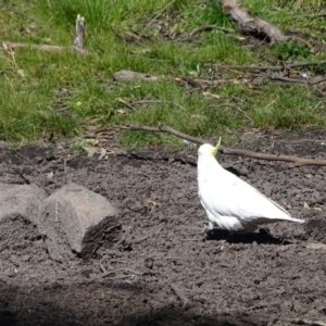 Cacatua galerita at Paddys River, ACT - 5 Sep 2020 01:17 PM