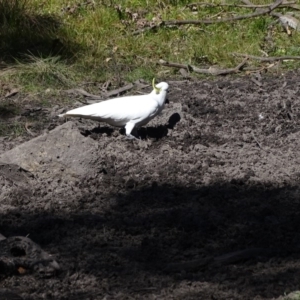 Cacatua galerita at Paddys River, ACT - 5 Sep 2020 01:17 PM