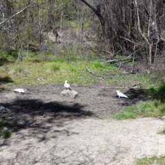 Cacatua galerita at Paddys River, ACT - 5 Sep 2020 01:17 PM