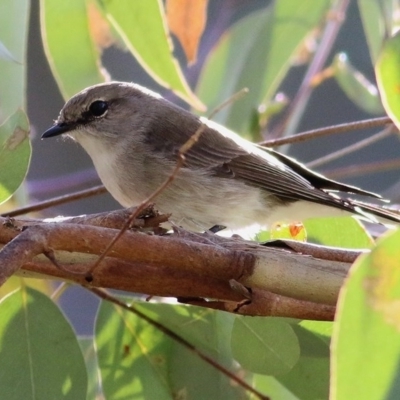 Microeca fascinans (Jacky Winter) at Wodonga, VIC - 5 Sep 2020 by Kyliegw