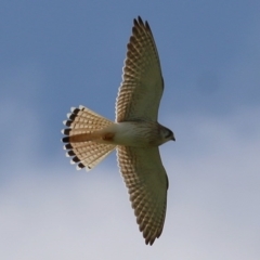 Falco cenchroides (Nankeen Kestrel) at Wodonga, VIC - 5 Sep 2020 by KylieWaldon