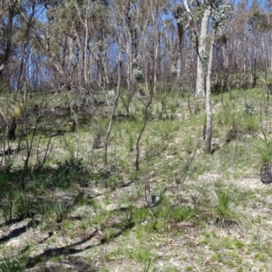 Xanthorrhoea glauca subsp. angustifolia at Paddys River, ACT - 5 Sep 2020