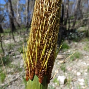 Xanthorrhoea glauca subsp. angustifolia at Paddys River, ACT - 5 Sep 2020