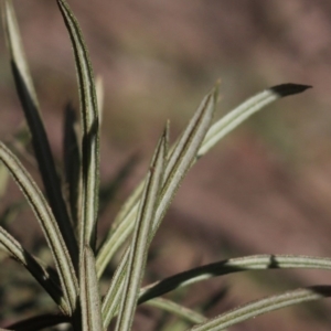 Cassinia longifolia at Gundaroo, NSW - 2 Sep 2020