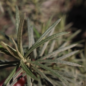 Cassinia longifolia at Gundaroo, NSW - 2 Sep 2020