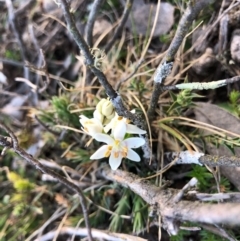 Wurmbea dioica subsp. dioica (Early Nancy) at Forde, ACT - 4 Sep 2020 by JasonC