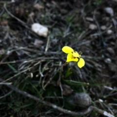 Diuris chryseopsis (Golden Moth) at Forde, ACT - 5 Sep 2020 by JasonC