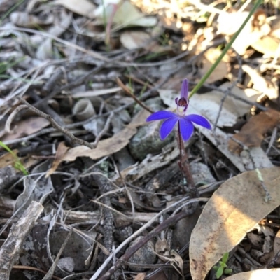 Cyanicula caerulea (Blue Fingers, Blue Fairies) at Forde, ACT - 4 Sep 2020 by JasonC