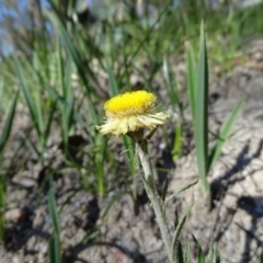 Coronidium scorpioides (Button Everlasting) at Paddys River, ACT - 5 Sep 2020 by Mike