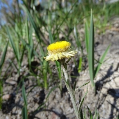 Coronidium scorpioides (Button Everlasting) at Paddys River, ACT - 5 Sep 2020 by Mike