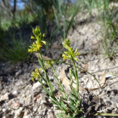 Pimelea curviflora (Curved Rice-flower) at Paddys River, ACT - 5 Sep 2020 by Mike