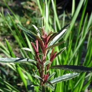 Olearia erubescens at Paddys River, ACT - 5 Sep 2020