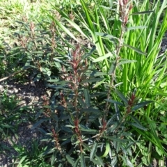 Olearia erubescens at Paddys River, ACT - 5 Sep 2020