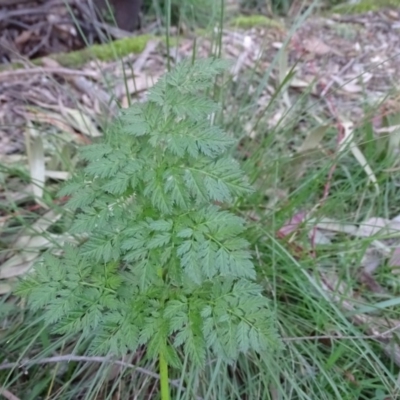 Conium maculatum (Hemlock) at Paddys River, ACT - 5 Sep 2020 by Mike