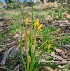 Bulbine bulbosa (Golden Lily, Bulbine Lily) at Denman Prospect, ACT - 4 Sep 2020 by AaronClausen