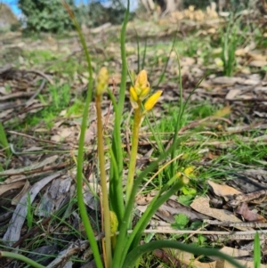 Bulbine bulbosa at Denman Prospect, ACT - 4 Sep 2020 10:59 PM