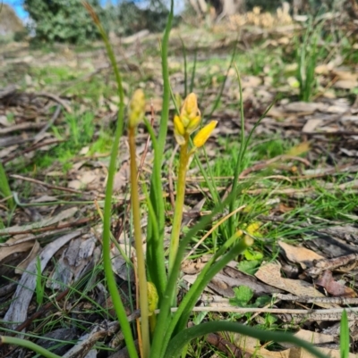 Bulbine bulbosa (Golden Lily, Bulbine Lily) at Denman Prospect, ACT - 4 Sep 2020 by AaronClausen