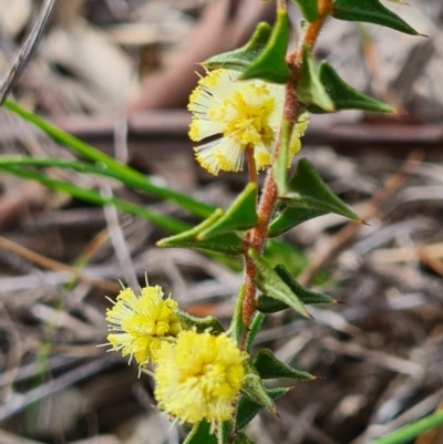 Acacia gunnii (Ploughshare Wattle) at Denman Prospect, ACT - 4 Sep 2020 by AaronClausen