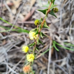 Acacia gunnii at Denman Prospect, ACT - 4 Sep 2020