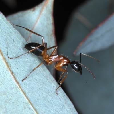 Camponotus consobrinus (Banded sugar ant) at Ainslie, ACT - 4 Sep 2020 by jbromilow50