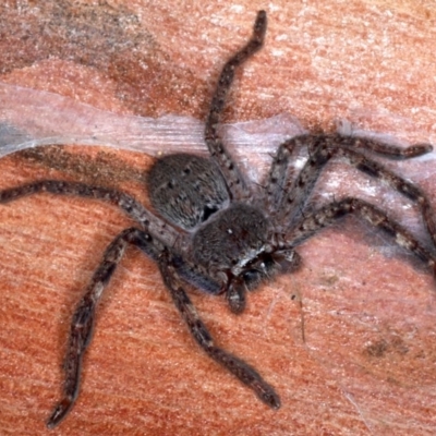 Isopeda sp. (genus) (Huntsman Spider) at Mount Ainslie - 4 Sep 2020 by jb2602