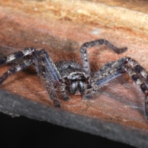 Isopeda sp. (genus) at Ainslie, ACT - 4 Sep 2020