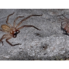 Delena cancerides (Social huntsman spider) at Ainslie, ACT - 4 Sep 2020 by jb2602