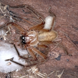 Delena cancerides at Ainslie, ACT - 4 Sep 2020