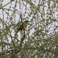 Acrocephalus australis (Australian Reed-Warbler) at Fyshwick, ACT - 4 Sep 2020 by RodDeb