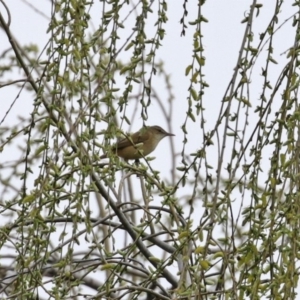 Acrocephalus australis at Fyshwick, ACT - 4 Sep 2020