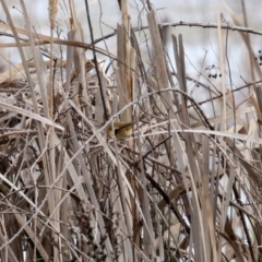 Acrocephalus australis at Fyshwick, ACT - 4 Sep 2020