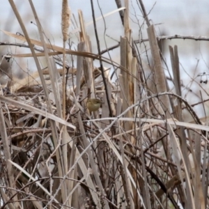 Acrocephalus australis at Fyshwick, ACT - 4 Sep 2020