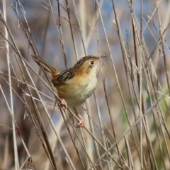 Cisticola exilis (Golden-headed Cisticola) at Fyshwick, ACT - 4 Sep 2020 by RodDeb