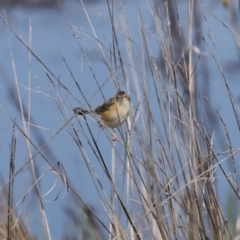 Cisticola exilis at Fyshwick, ACT - 4 Sep 2020 11:31 AM