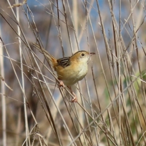 Cisticola exilis at Fyshwick, ACT - 4 Sep 2020