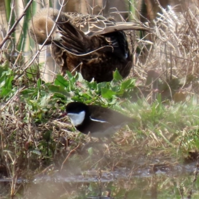 Erythrogonys cinctus (Red-kneed Dotterel) at Jerrabomberra Wetlands - 4 Sep 2020 by RodDeb