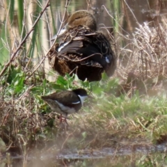 Erythrogonys cinctus at Fyshwick, ACT - 4 Sep 2020