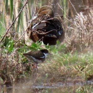 Erythrogonys cinctus at Fyshwick, ACT - 4 Sep 2020