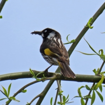 Phylidonyris novaehollandiae (New Holland Honeyeater) at Fyshwick, ACT - 4 Sep 2020 by RodDeb