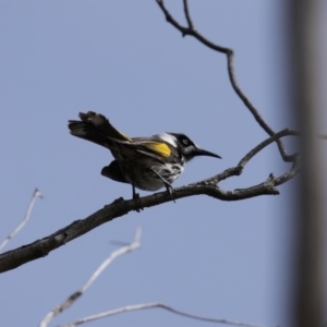 Phylidonyris novaehollandiae at Fyshwick, ACT - 4 Sep 2020 12:53 PM