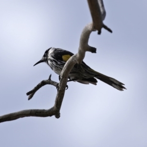 Phylidonyris novaehollandiae at Fyshwick, ACT - 4 Sep 2020