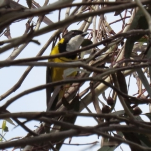 Pachycephala pectoralis at Fyshwick, ACT - 4 Sep 2020