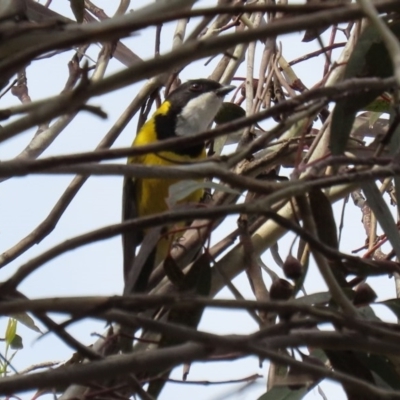 Pachycephala pectoralis (Golden Whistler) at Fyshwick, ACT - 4 Sep 2020 by RodDeb