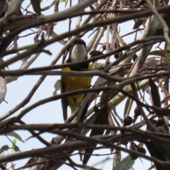 Pachycephala pectoralis at Fyshwick, ACT - 4 Sep 2020