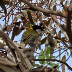 Pachycephala pectoralis at Fyshwick, ACT - 4 Sep 2020