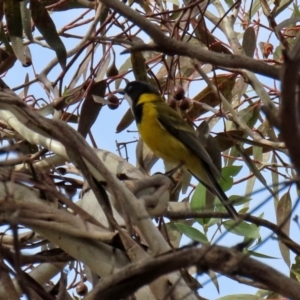 Pachycephala pectoralis at Fyshwick, ACT - 4 Sep 2020