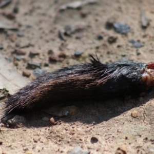 Wallabia bicolor at Deakin, ACT - 31 Aug 2020 12:06 PM