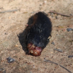 Wallabia bicolor at Deakin, ACT - 31 Aug 2020