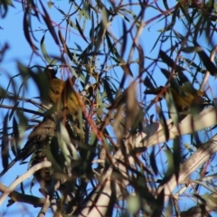 Entomyzon cyanotis (Blue-faced Honeyeater) at Hughes, ACT - 5 Sep 2020 by LisaH